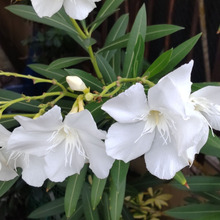 【9月道端の猛毒植物】お子様注意ー!白くて清楚、美しい顔して、実は、国内で最強クラスの危険度です