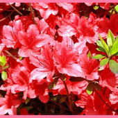 日本の環境によく合い、育てやすい花木「ツツジ/躑躅/Azalea」