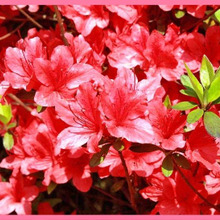 日本の環境によく合い、育てやすい花木「ツツジ/躑躅/Azalea」