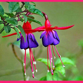 貴婦人のイヤリング「フクシア/釣浮草/ツリウキソウ/Fuchsia」