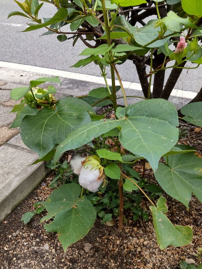 この植物は、わた(綿)です