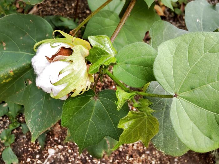 花と綿の観賞時期は…