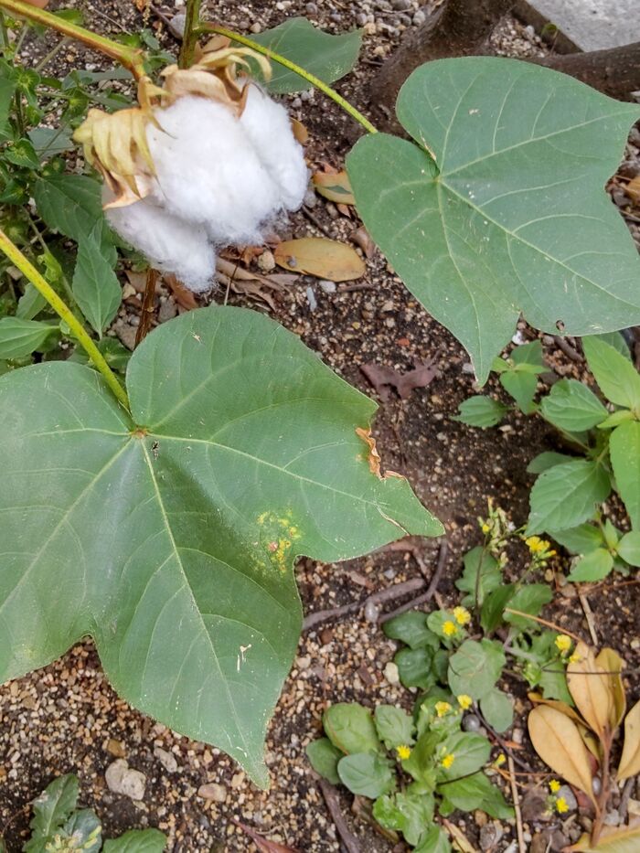 白いものは、綿(わた→コットン)です