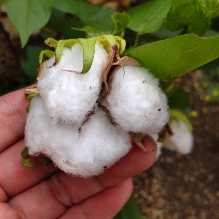 【9月の道端】なんじゃこりゃー!道端で見つけた植物の正体は?破裂して割れてできるんです!