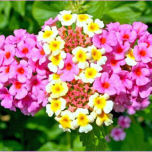 シルエットが可愛らしい花「バーベナ/美女桜/verbena」