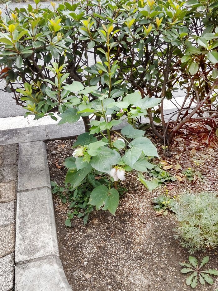 綿は、肌触りが良く、柔らかく通気性がある