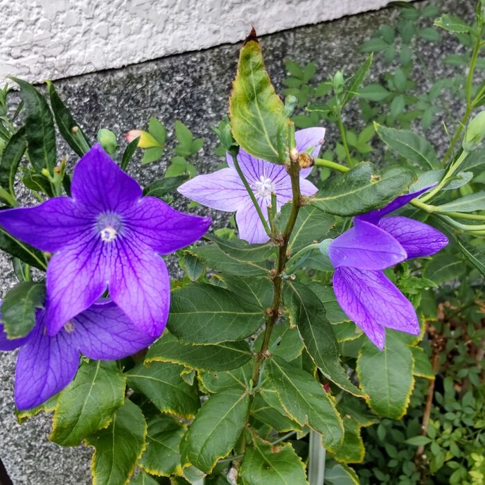 【9月の道端の有毒植物】安倍晴明のご神紋は「キキョウ」?毒って?珍しい6枚の花姿にも、出会えたよー♪