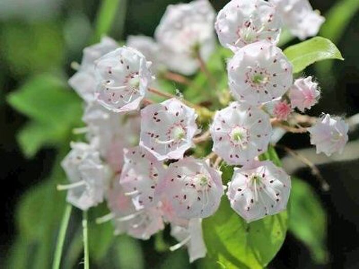 カルミアの花言葉