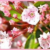 可愛らしく魅力的な花「カルミア/アメリカシャクナゲ/Kalmia latifolia」