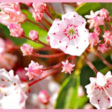 可愛らしく魅力的な花「カルミア/アメリカシャクナゲ/Kalmia latifolia」