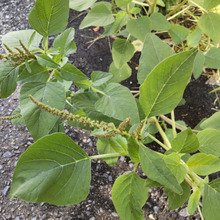 「9月の道端」いざという時に役立つ植物ですー!長い穂が目印、花言葉は「優しさ」「保護」ほか