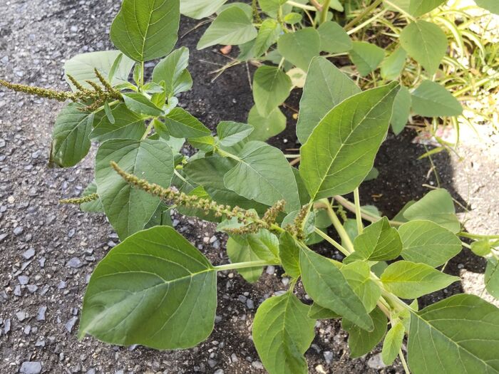 「9月の道端」いざという時に役立つ植物ですー!長い穂が目印、花言葉は「優しさ」「保護」ほか