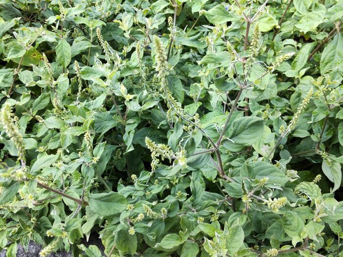 こちらの植物は「ヒナタイノコヅチ(日向猪子槌)」です