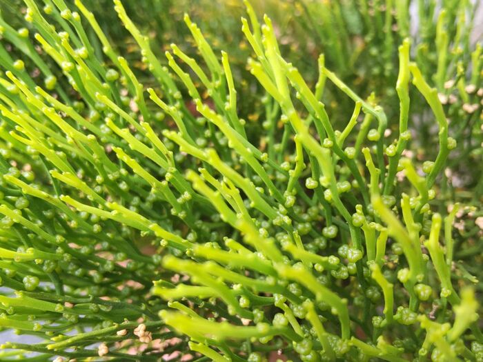 マツバランは、細胞分裂によって胞子を作ります