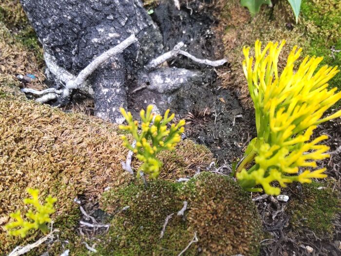 この植物は「マツバラン(松葉欄)」です。別名は「ホウキラン」です。撮影9月2週目