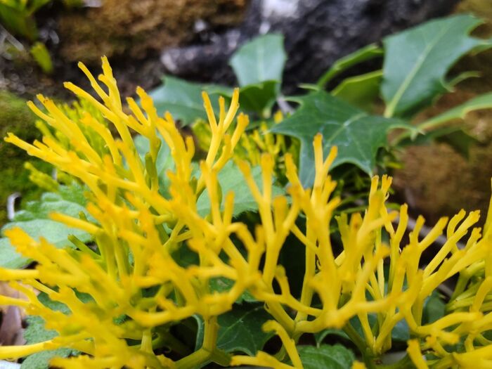 とても珍しい植物です。絶滅危惧種の扱いです