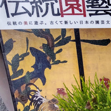 絶滅危惧種が道端に!古くて新しい植物♡「根も葉もないマツバラン」何も持たない進化、生き方が面白い!