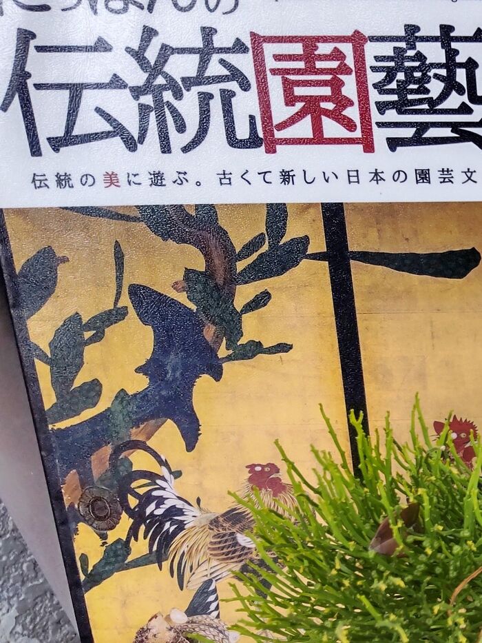 絶滅危惧種が道端に!古くて新しい植物♡「根も葉もないマツバラン」何も持たない進化、生き方が面白い!