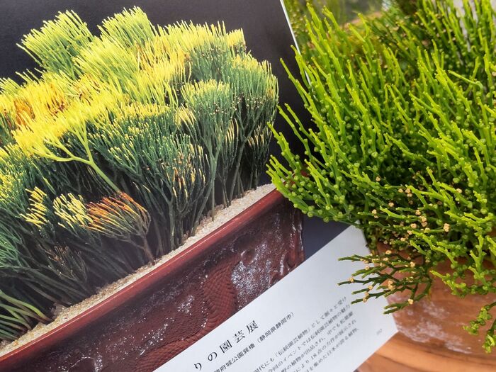 「マツバラン」について詳しく掲載している「にっぽんの伝統園藝 vol.2」