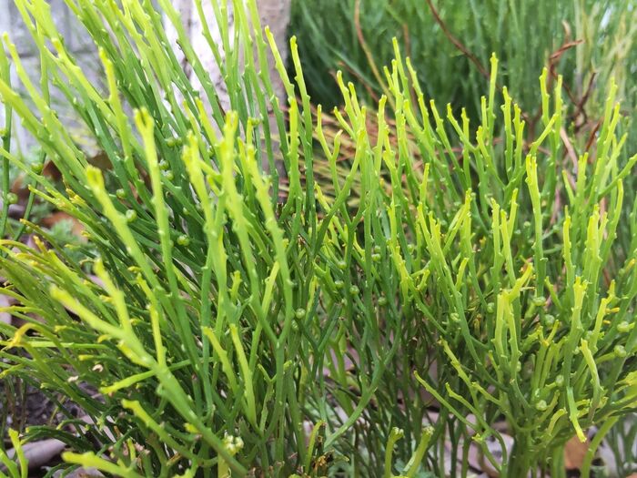 こちら、別場所の「マツバラン」です。撮影時期は、9月2週目