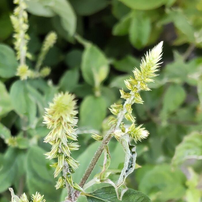 「イノコヅチ」の花言葉は「二重人格」「人懐こい」「命燃え尽きるまで」です