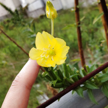 【9月空き地の雑草】可愛い顔して、恐ろしいー!キリンの妖怪みたいな空き地の雑草ー!