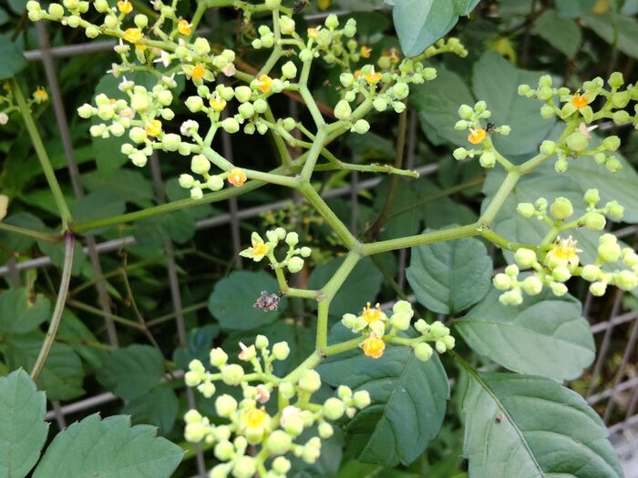こちらの花はヤブガラシ(藪枯らし)です。別名「ロウソク花」