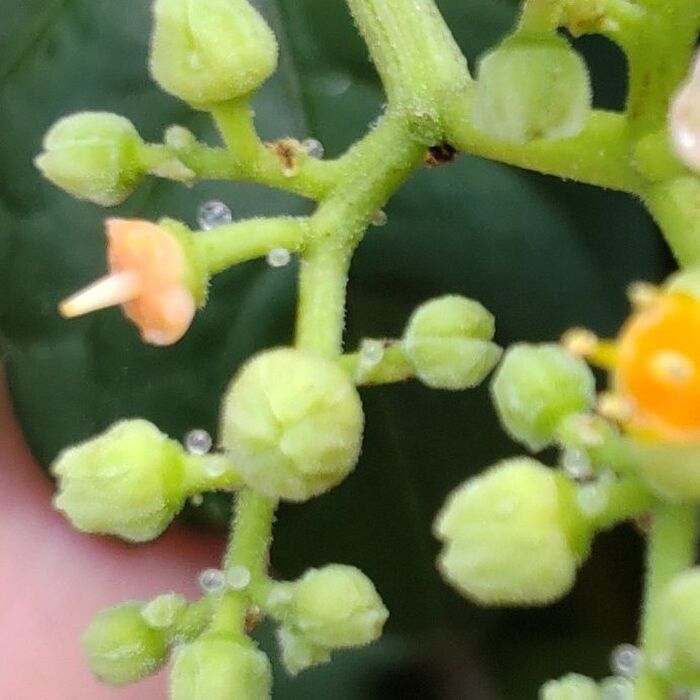 茎や葉など、色々な場所で見ることができます