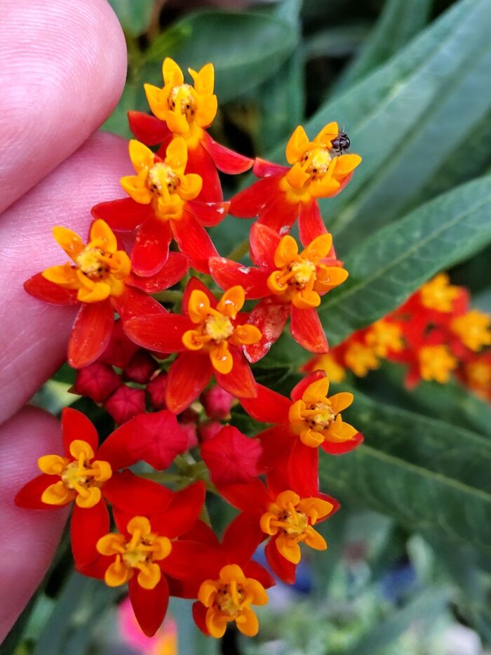 アスクレピアスの花期は、4月もしくは6月~10月