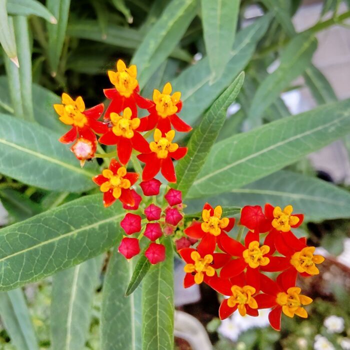 世界中で野生化しています