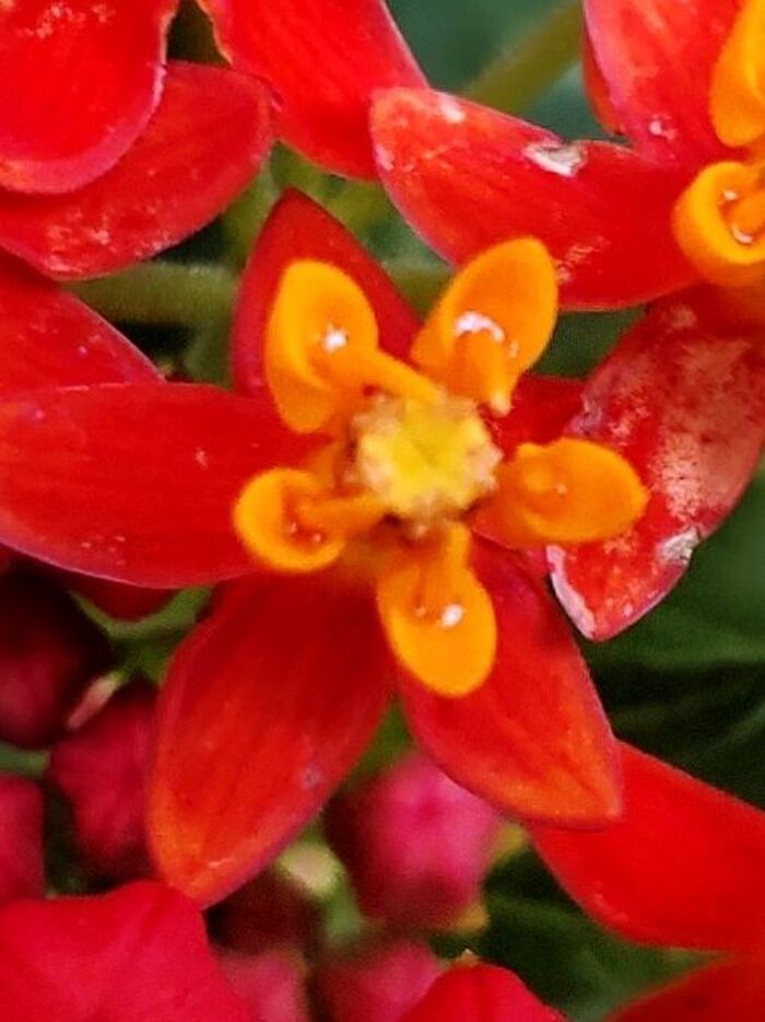 トウワタの花言葉は「私を行かせて」「心変わり」