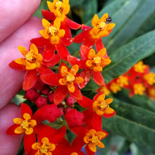 【9月の道端の危険植物】お子様・ペット注意!小悪魔チックな「トウワタ」は、恐ろしいキョウチクトウ科?