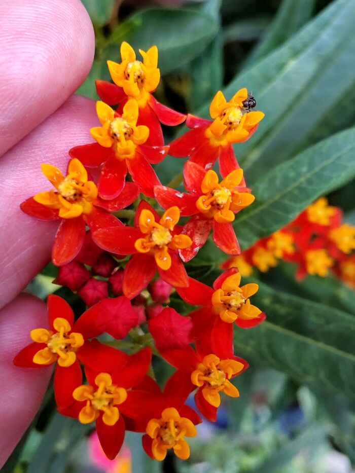 【9月の道端の危険植物】お子様・ペット注意!小悪魔チックな「トウワタ」は、恐ろしいキョウチクトウ科?