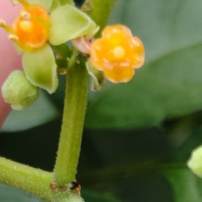 可愛い花の神秘!