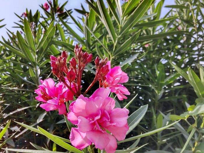 こちら「キョウチクトウ」です。キョウチクトウ科の「キョウチクトウ」は恐ろしい!