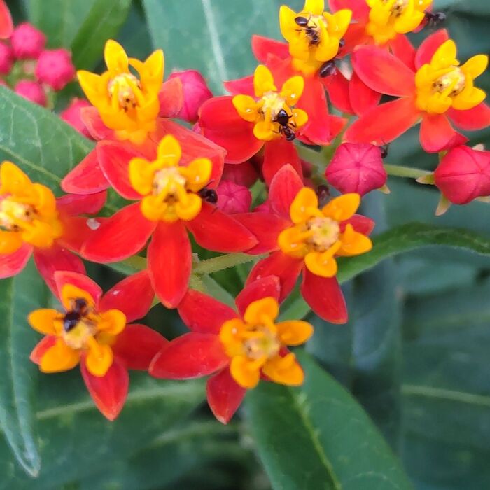 ありが蜜を求めてやってきましたよ