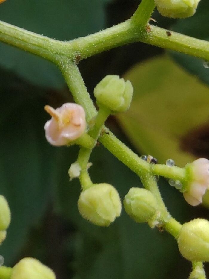 最後は、花盤が薄ピンク色(役割を終えた花)に変化します