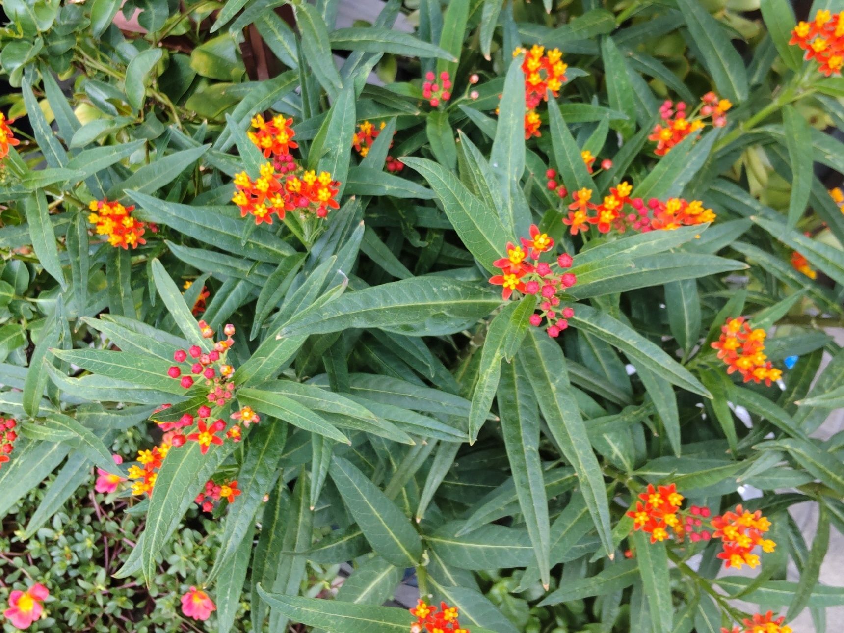 トウワタは、キョウチクトウ科で「有毒」です