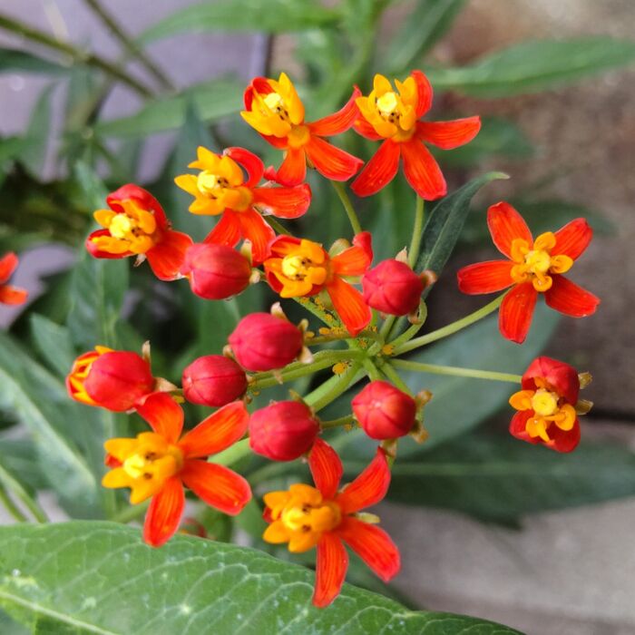 この植物は「トウワタ(唐綿)」です。別名は「アスクレピアス」です