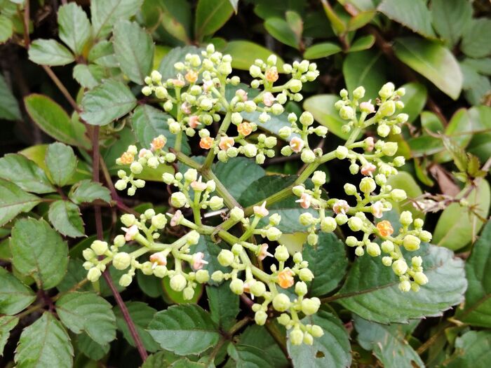 お花は面白いのですが、虫がたくさん寄ってきますよ。そして、駆除に苦労する厄介な雑草です