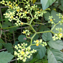 「9月の道端の雑草」驚愕!「ヤブガラシ」の摩訶不思議!水晶のような「真珠体」や「花」に驚きを隠せない