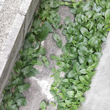 【9月】季節の困りごと!臭い雑草「ヘクソカズラ」をほぼ無臭で駆除する方法ー!雑草に効く調味料って?