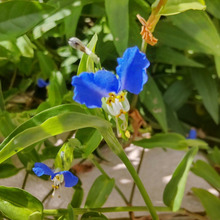 「9月の道端の雑草」青い顔の天使!そろそろ見納め♡露草を摘んで育てる事は簡単?その結果は?