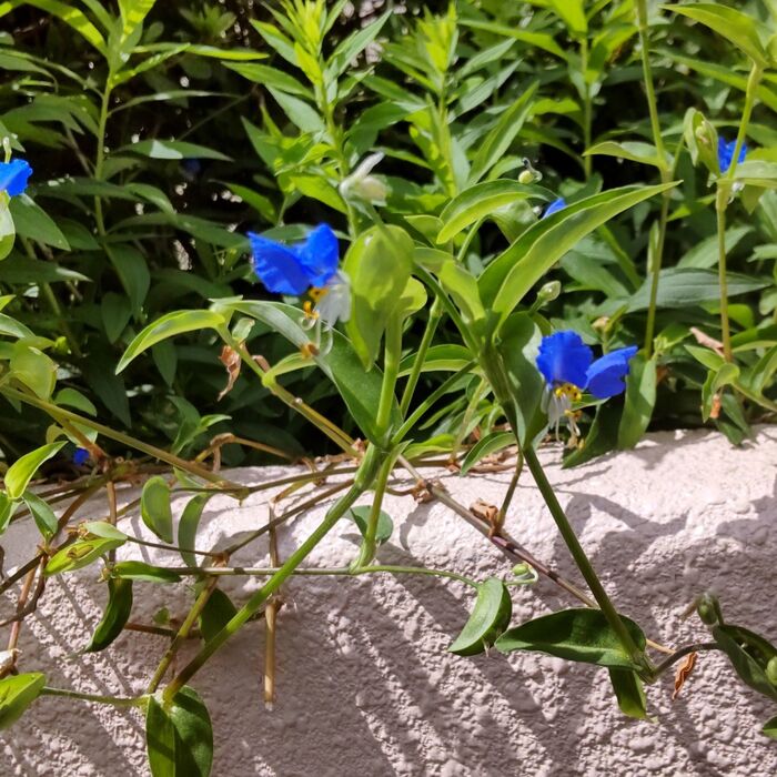 日向で咲く「露草」も、とっても可愛いですねー!