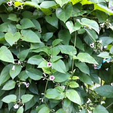 「毒草・薬草辞典より 命に関わる植物イケマとは?」ヘクソカズラ、ガガイモ似のハート似の葉です。