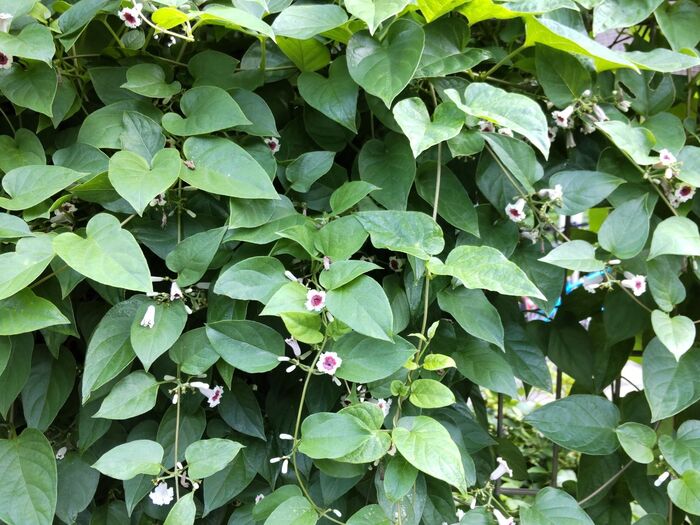 「毒草・薬草辞典より 命に関わる植物イケマとは?」ヘクソカズラ、ガガイモ似のハート似の葉です。