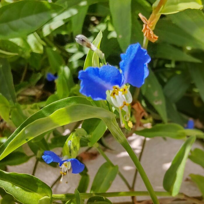 雑草として、元気に道端で自生しています。