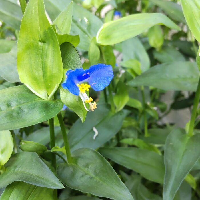 こちらは「露草」です。