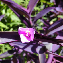 【9月の道端の雑草】ペット(お子様)注意してー!ピンクの可愛い顔&紫の葉!ムラサキゴテンの毒性とは?