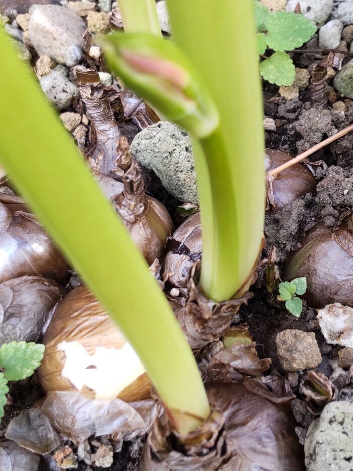不思議なのが、突然花芽のみが伸びてきて開花すること。